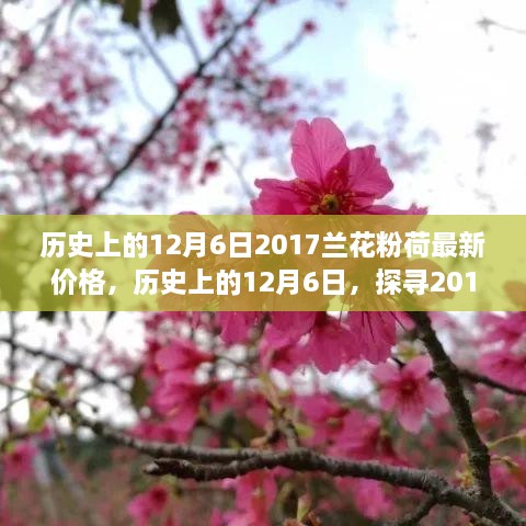 歷史上的12月6日，探尋2017蘭花粉荷最新價格與市場影響