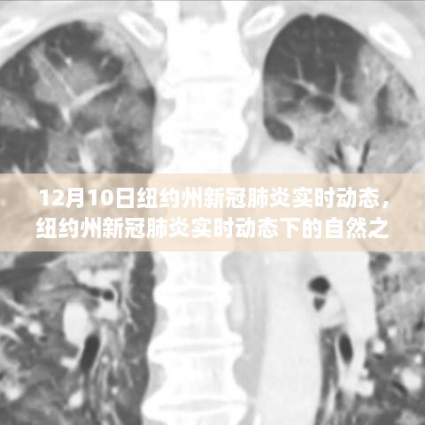 紐約州新冠疫情實時動態(tài)下的自然之旅，尋找心靈寧靜與平和