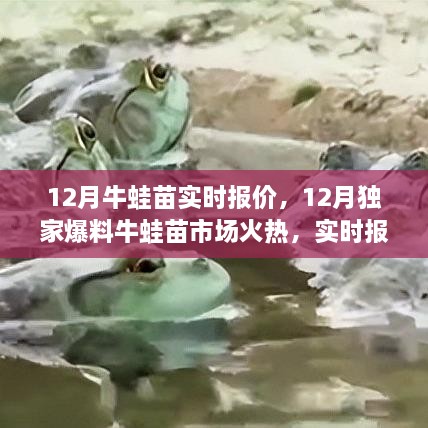 揭秘！12月牛蛙苗市場火熱，獨家實時報價火熱出爐！