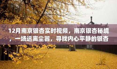 南京銀杏秘境，尋找內心平靜的銀杏之旅實時播報與視頻欣賞