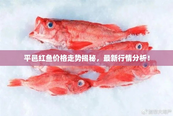平邑紅魚價(jià)格走勢(shì)揭秘，最新行情分析！