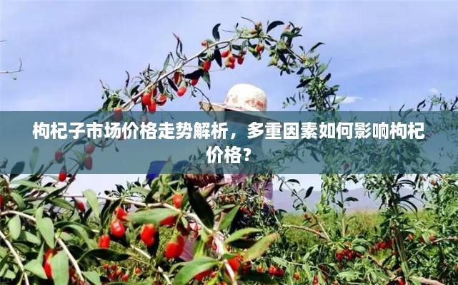 枸杞子市場(chǎng)價(jià)格走勢(shì)解析，多重因素如何影響枸杞價(jià)格？