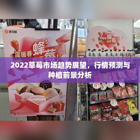 2022草莓市場趨勢展望，行情預(yù)測與種植前景分析