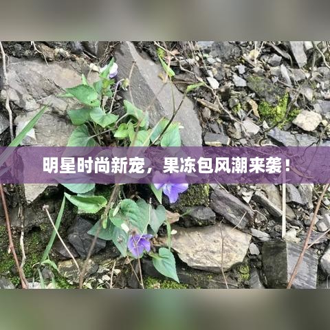 明星時尚新寵，果凍包風潮來襲！