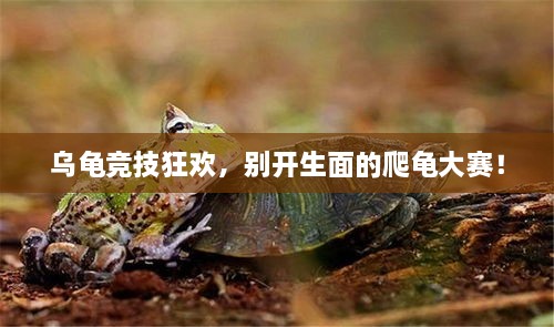 烏龜競技狂歡，別開生面的爬龜大賽！