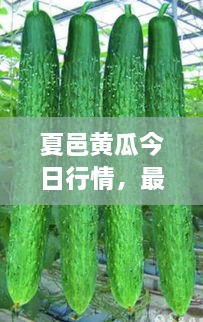 夏邑黃瓜今日行情，最新價(jià)格一網(wǎng)打盡