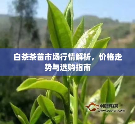 白茶茶苗市場行情解析，價格走勢與選購指南