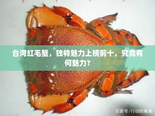 臺(tái)灣紅毛蟹，獨(dú)特魅力上榜前十，究竟有何魅力？