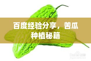 百度經(jīng)驗(yàn)分享，苦瓜種植秘籍