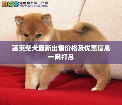 蓬萊柴犬最新出售價格及優(yōu)惠信息一網(wǎng)打盡