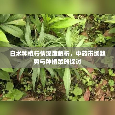 白術(shù)種植行情深度解析，中藥市場(chǎng)趨勢(shì)與種植策略探討