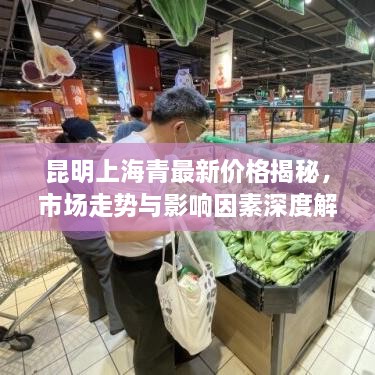 昆明上海青最新價格揭秘，市場走勢與影響因素深度解析