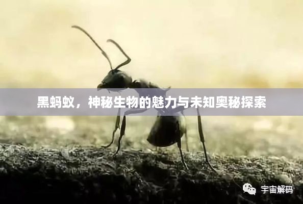 黑螞蟻，神秘生物的魅力與未知奧秘探索