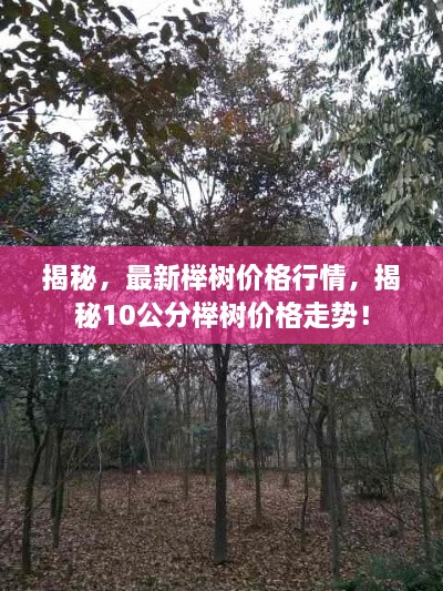 揭秘，最新櫸樹價格行情，揭秘10公分櫸樹價格走勢！