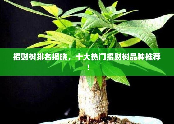 招財樹排名揭曉，十大熱門招財樹品種推薦！