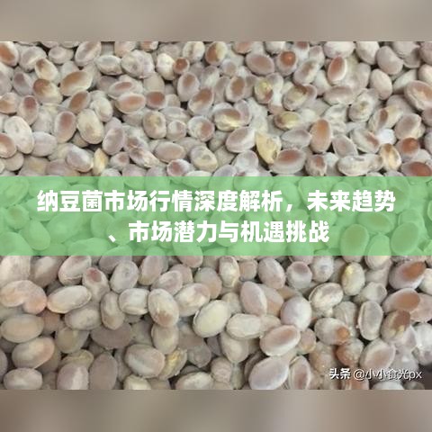 納豆菌市場行情深度解析，未來趨勢、市場潛力與機遇挑戰(zhàn)