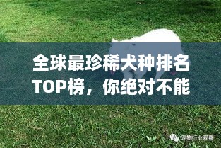 全球最珍稀犬種排名TOP榜，你絕對不能錯(cuò)過！