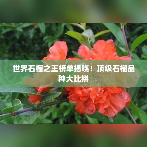 世界石榴之王榜單揭曉！頂級石榴品種大比拼